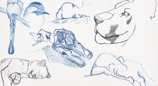 animal sketches