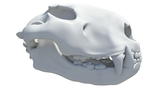 lion skull